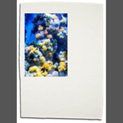 Coral Seascape - 100% Linen Tea Towels